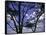 Trees in Kwazulu Natal, South Africa-Ryan Ross-Framed Stretched Canvas