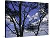 Trees in Kwazulu Natal, South Africa-Ryan Ross-Stretched Canvas