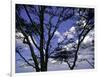 Trees in Kwazulu Natal, South Africa-Ryan Ross-Framed Premium Photographic Print