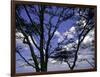 Trees in Kwazulu Natal, South Africa-Ryan Ross-Framed Premium Photographic Print