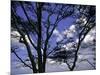 Trees in Kwazulu Natal, South Africa-Ryan Ross-Mounted Premium Photographic Print