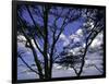 Trees in Kwazulu Natal, South Africa-Ryan Ross-Framed Premium Photographic Print