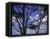 Trees in Kwazulu Natal, South Africa-Ryan Ross-Framed Stretched Canvas