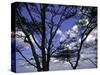 Trees in Kwazulu Natal, South Africa-Ryan Ross-Stretched Canvas