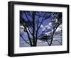 Trees in Kwazulu Natal, South Africa-Ryan Ross-Framed Photographic Print