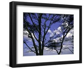 Trees in Kwazulu Natal, South Africa-Ryan Ross-Framed Photographic Print