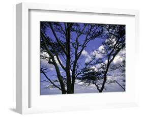 Trees in Kwazulu Natal, South Africa-Ryan Ross-Framed Photographic Print