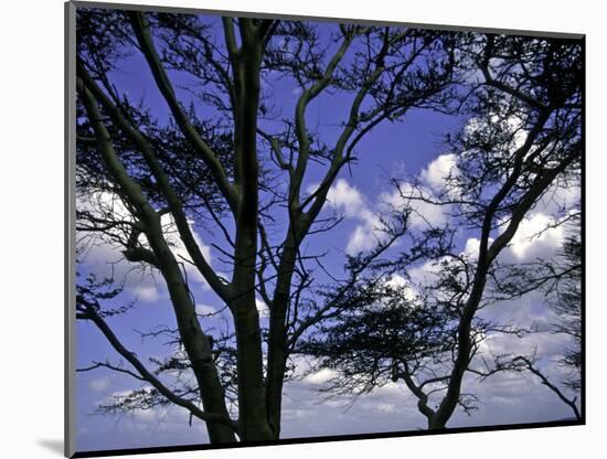 Trees in Kwazulu Natal, South Africa-Ryan Ross-Mounted Photographic Print