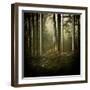 Trees in Mist at Dawn-David Baker-Framed Photographic Print