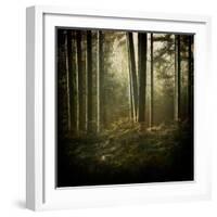 Trees in Mist at Dawn-David Baker-Framed Photographic Print