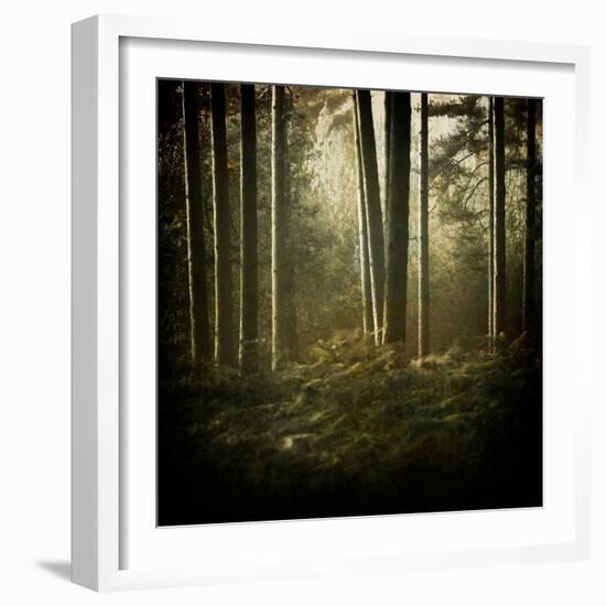 Trees in Mist at Dawn-David Baker-Framed Photographic Print