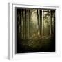 Trees in Mist at Dawn-David Baker-Framed Photographic Print