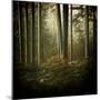 Trees in Mist at Dawn-David Baker-Mounted Photographic Print