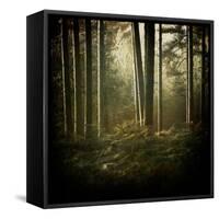 Trees in Mist at Dawn-David Baker-Framed Stretched Canvas