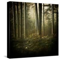 Trees in Mist at Dawn-David Baker-Stretched Canvas