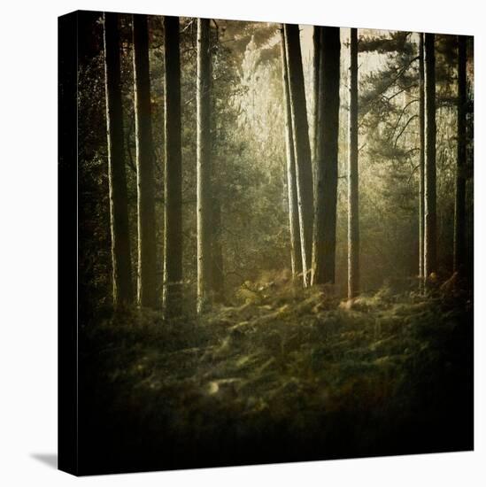 Trees in Mist at Dawn-David Baker-Stretched Canvas