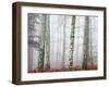 Trees in Mist at Dawn-Trigger Image-Framed Photographic Print