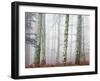 Trees in Mist at Dawn-Trigger Image-Framed Photographic Print