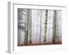 Trees in Mist at Dawn-Trigger Image-Framed Photographic Print