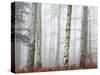 Trees in Mist at Dawn-Trigger Image-Stretched Canvas