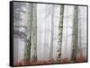 Trees in Mist at Dawn-Trigger Image-Framed Stretched Canvas