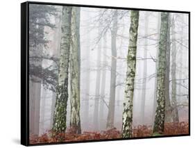 Trees in Mist at Dawn-Trigger Image-Framed Stretched Canvas