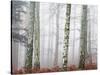 Trees in Mist at Dawn-Trigger Image-Stretched Canvas