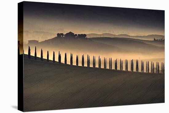 Trees in Mist I-Jim Gamblin-Stretched Canvas