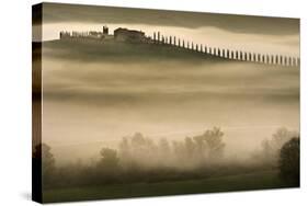 Trees in Mist II-Jim Gamblin-Stretched Canvas