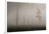 Trees in Mist. Yellowstone National Park, Wyoming.-Tom Norring-Framed Photographic Print