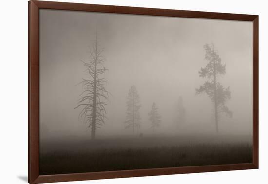 Trees in Mist. Yellowstone National Park, Wyoming.-Tom Norring-Framed Photographic Print