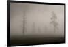 Trees in Mist. Yellowstone National Park, Wyoming.-Tom Norring-Framed Photographic Print
