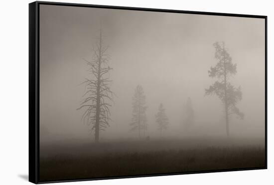 Trees in Mist. Yellowstone National Park, Wyoming.-Tom Norring-Framed Stretched Canvas