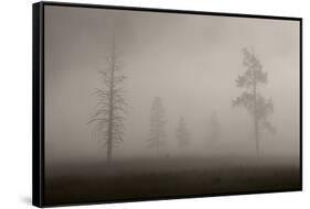 Trees in Mist. Yellowstone National Park, Wyoming.-Tom Norring-Framed Stretched Canvas