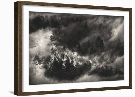 Trees in Mist-Samir Pajic-Framed Giclee Print