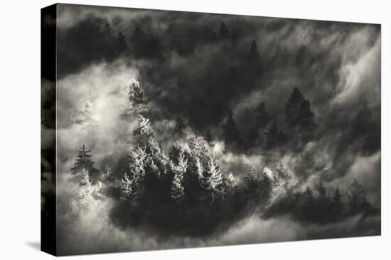 Trees in Mist-Samir Pajic-Stretched Canvas