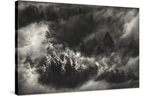 Trees in Mist-Samir Pajic-Stretched Canvas