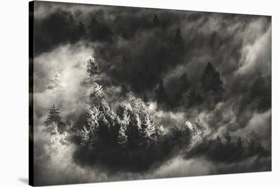 Trees in Mist-Samir Pajic-Stretched Canvas