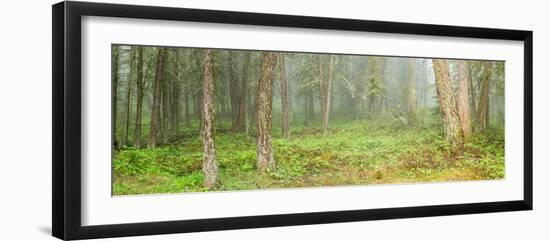 Trees in Montane Forest during fog, British Columbia, Canada-null-Framed Photographic Print