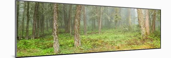 Trees in Montane Forest during fog, British Columbia, Canada-null-Mounted Photographic Print