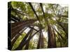 Trees in Mt. Tamalpais State Park, Adjacent to Muir Woods National Monument in California-Carlo Acenas-Stretched Canvas