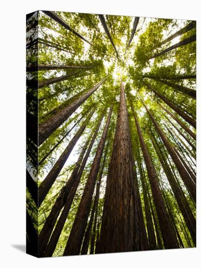 Trees in Mt. Tamalpais State Park, Adjacent to Muir Woods National Monument in California-Carlo Acenas-Stretched Canvas