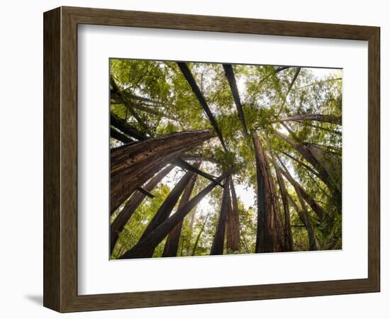 Trees in Mt. Tamalpais State Park, Adjacent to Muir Woods National Monument in California-Carlo Acenas-Framed Photographic Print