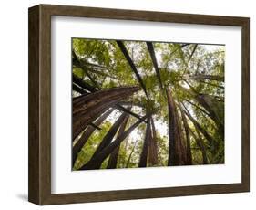 Trees in Mt. Tamalpais State Park, Adjacent to Muir Woods National Monument in California-Carlo Acenas-Framed Photographic Print