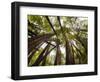 Trees in Mt. Tamalpais State Park, Adjacent to Muir Woods National Monument in California-Carlo Acenas-Framed Photographic Print