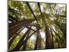 Trees in Mt. Tamalpais State Park, Adjacent to Muir Woods National Monument in California-Carlo Acenas-Mounted Photographic Print