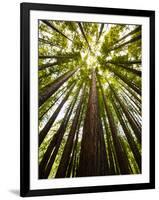 Trees in Mt. Tamalpais State Park, Adjacent to Muir Woods National Monument in California-Carlo Acenas-Framed Photographic Print