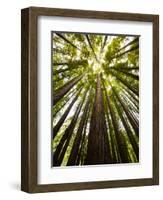 Trees in Mt. Tamalpais State Park, Adjacent to Muir Woods National Monument in California-Carlo Acenas-Framed Photographic Print