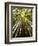 Trees in Mt. Tamalpais State Park, Adjacent to Muir Woods National Monument in California-Carlo Acenas-Framed Photographic Print