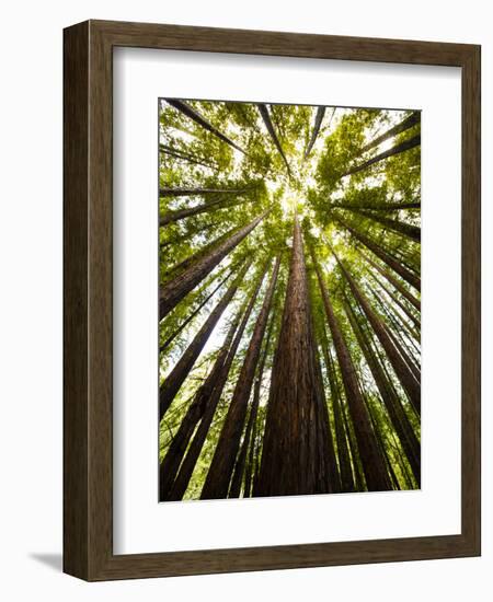 Trees in Mt. Tamalpais State Park, Adjacent to Muir Woods National Monument in California-Carlo Acenas-Framed Photographic Print